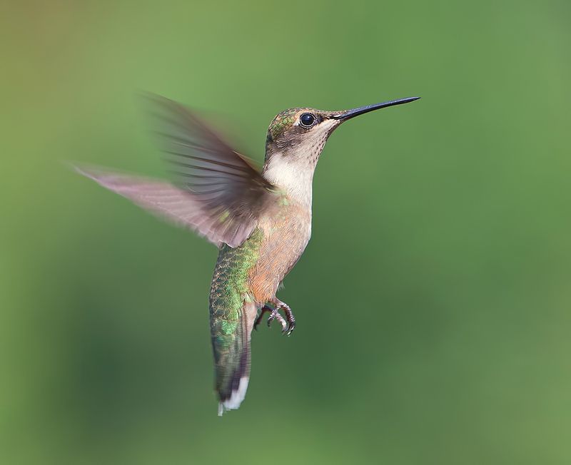 Ruby-throated Hummingbird. female. Magic in the Air