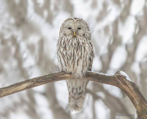 Uralm owl