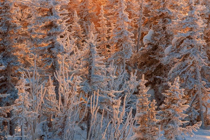 Утро красит нежным светом…