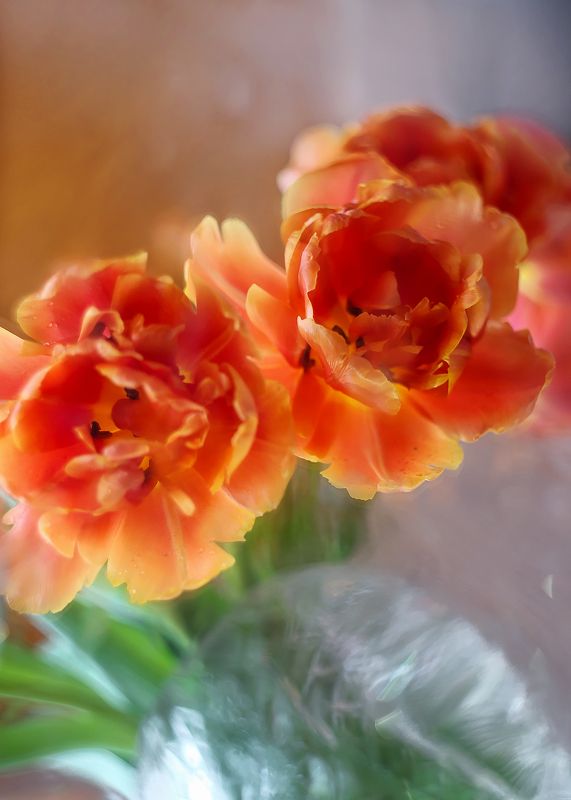 Пионовые тюльпаны
