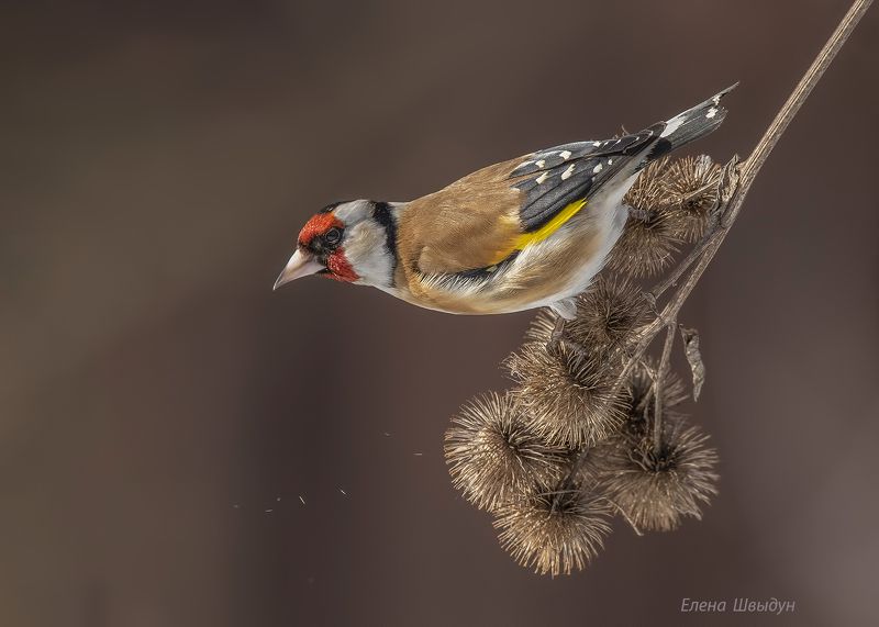 European goldfinch