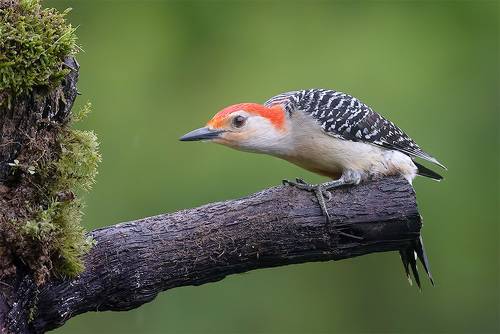 Red-bellied Woodpecker. male - Каролинский меланерпес