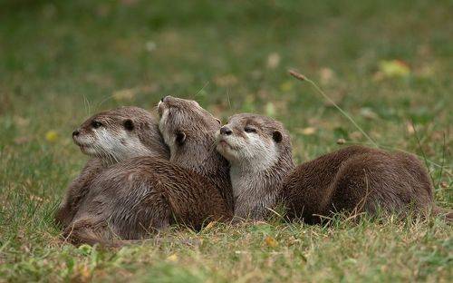 Otters family