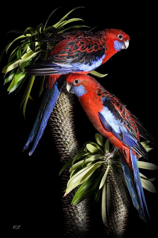 Австралийские попугаи Розелла Пеннанта