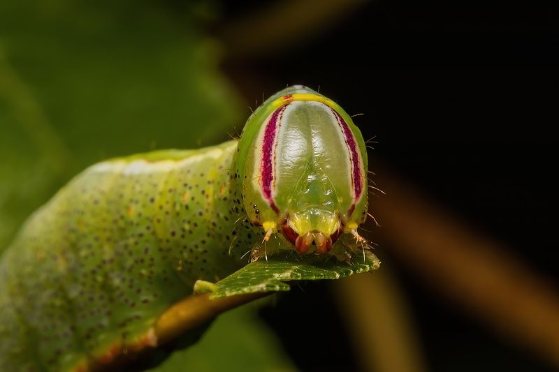 caterpillar face