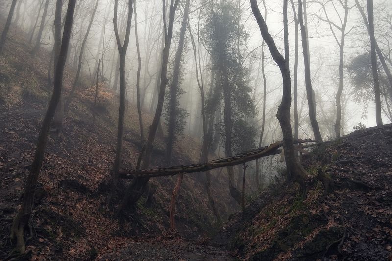 В тишине туманного леса
