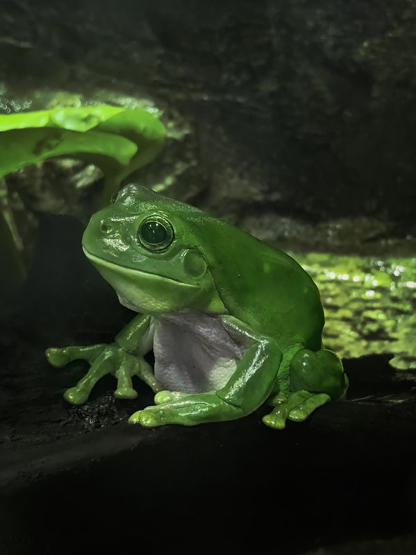 Happy World Frog Day