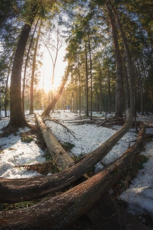 Лес пробуждается от зимы
