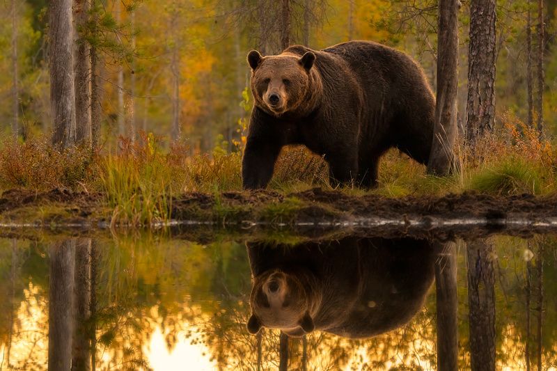 Brown bear (Ursus arctos)