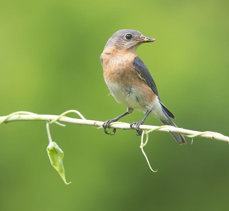 Eastern Bluebird. female -Восточная сиалия. самка