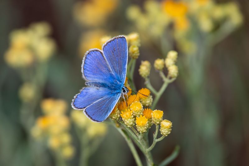 Polyommatus thersites