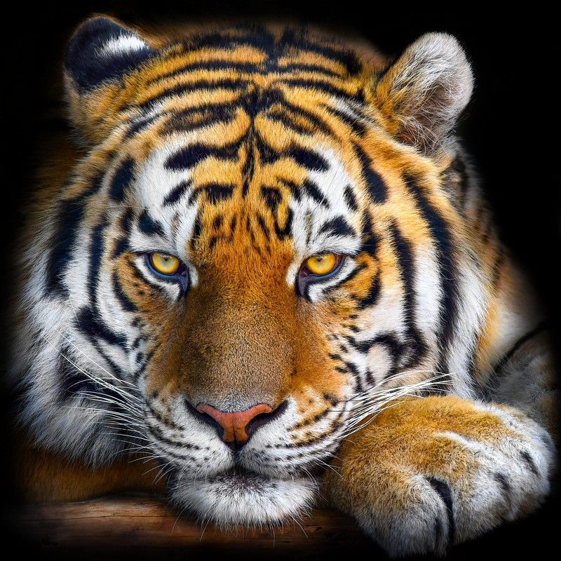 Умный взгляд Амурского тигра