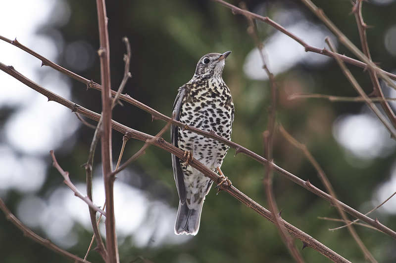 Turdus viscivorus