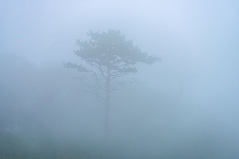 Густой туман в Крымских горах