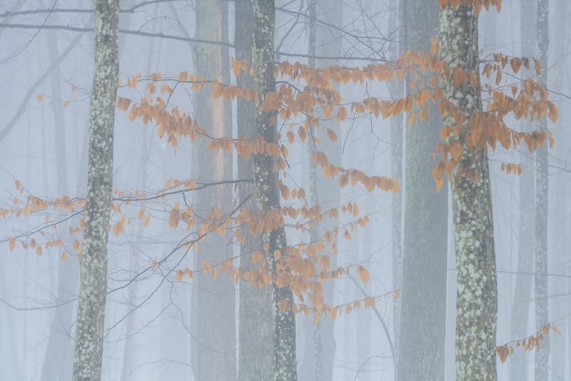 В лесу туман