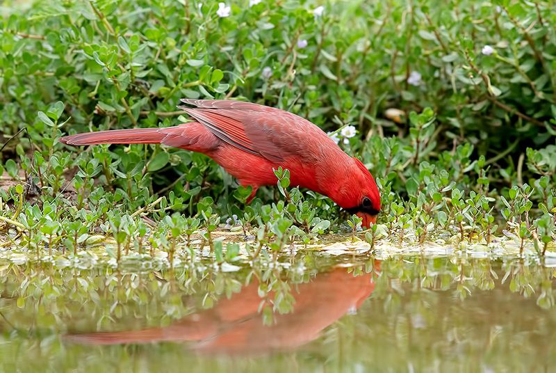 Northern Cardinal,male - Красный кардинал,самец
