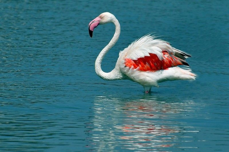 Salt Lake flamingos..
