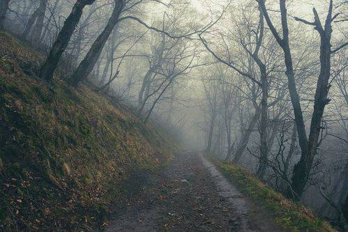 Весенне-туманный, горный лес