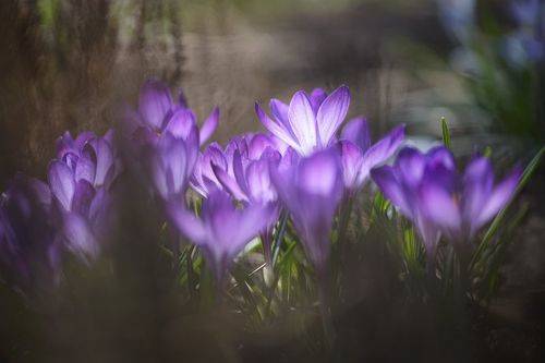 Весна пурпурная