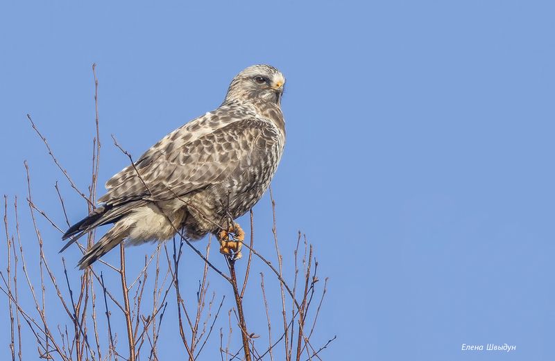 Rough-legged buzzard