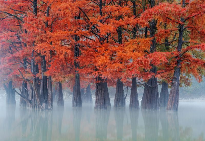Осенний туман на болотных кипарисах