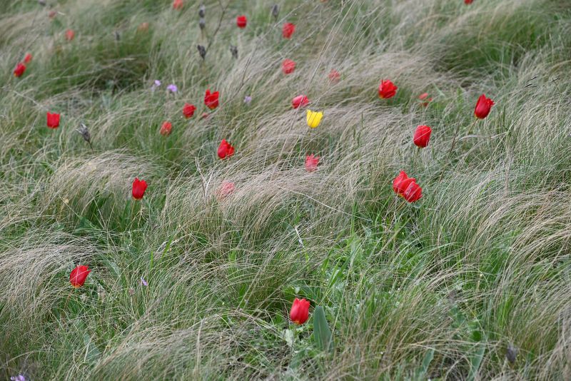 Цветение диких тюльпанов Шренка