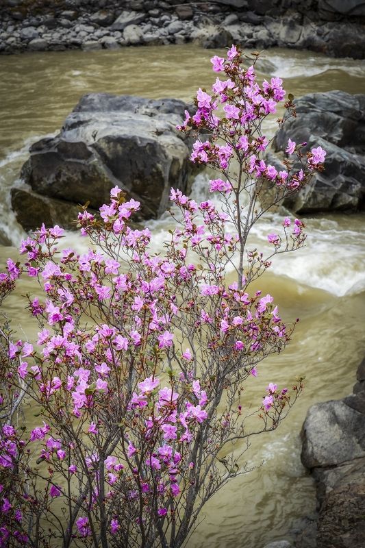 Весна на берегах Катуни