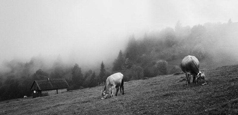 карпаты, деревня, коровы Сельская жизньphoto preview