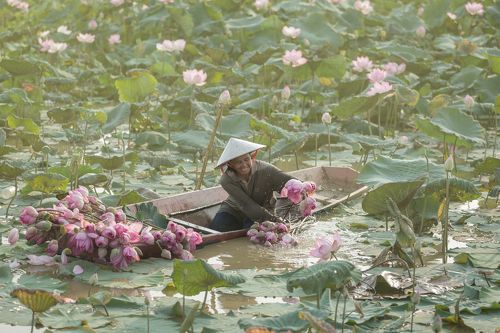 Thailand Lifestyle, lotus gardeners