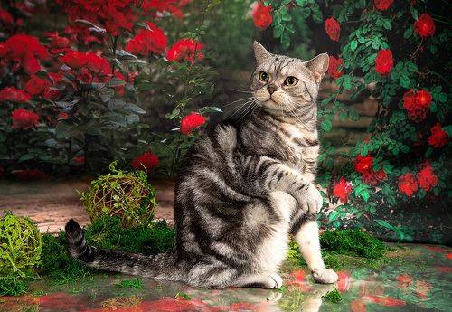 Маркиз в Красоте. Spring Time. American shorthair cat