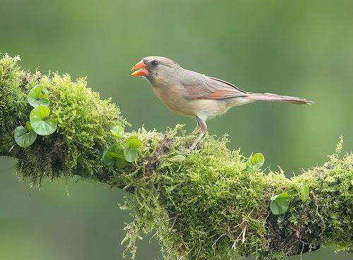 Female. Northern Cardinal - Cамка.Красный кардинал