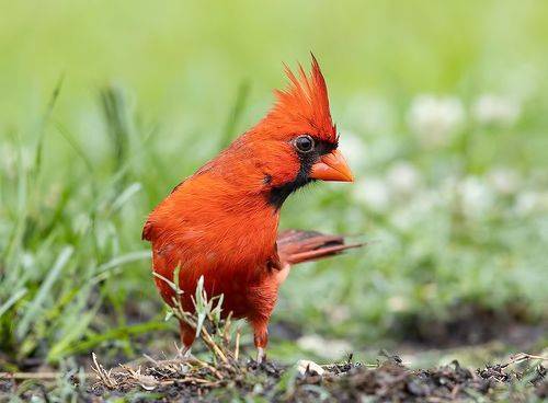 Northern Cardinal. male - Красный кардинал,самец