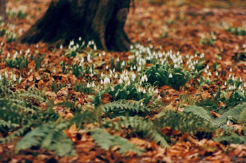 Fern and snowdrops