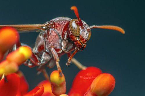 Wasp on the Jatropha podagrica