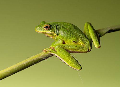 Frog. Hylidae - Зеленая североамериканская Квакша