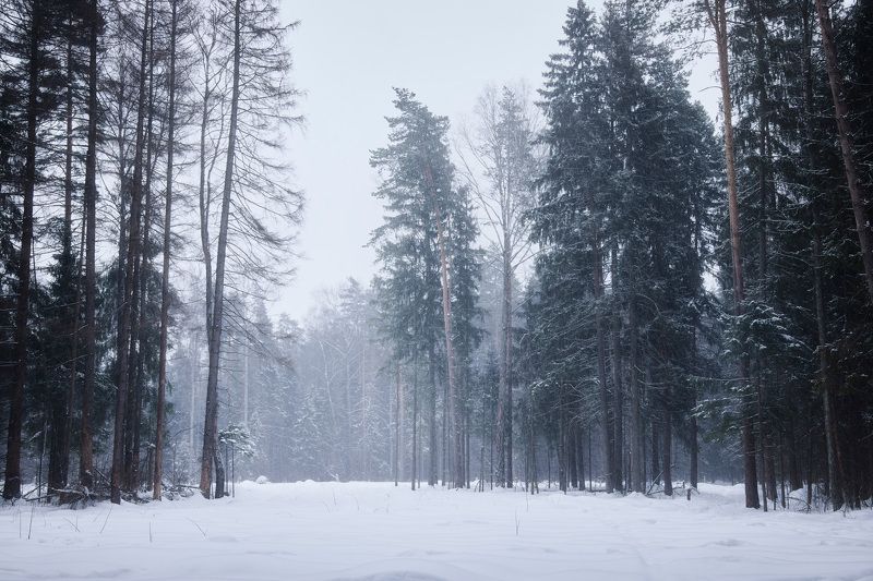 Снегопад в зимнем лесу
