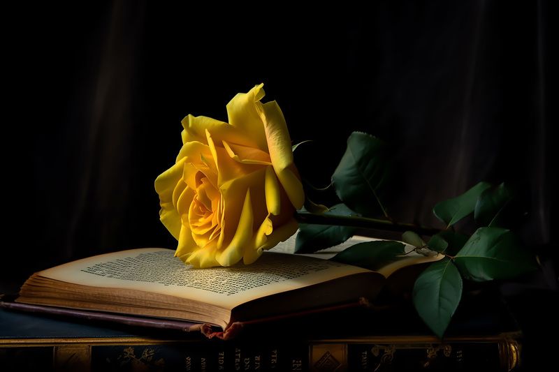 yellow rose on open book