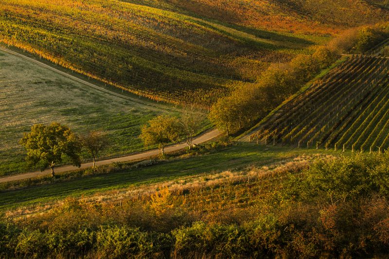 Autumn in the vineyards