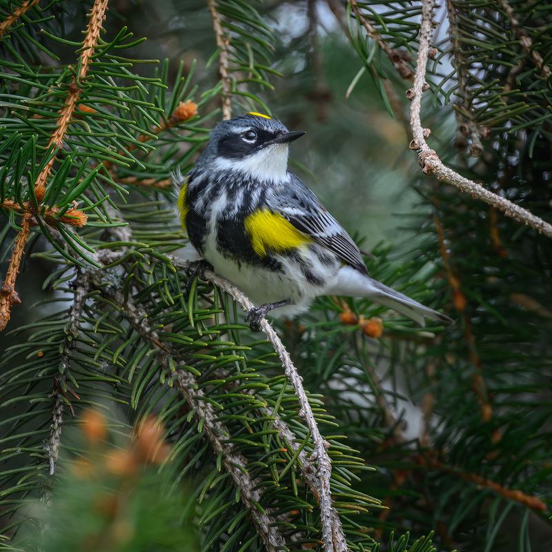 Yellow-rumped warbler