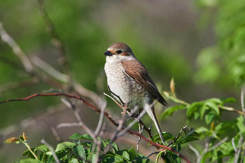 Lanius collurio