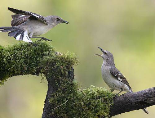 Northern Mockingbird - Многолосый пересмешник