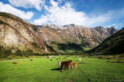 Альпийские луга Кавказа