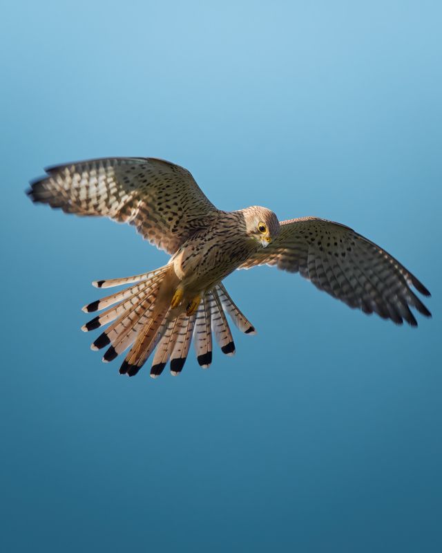 Обыкновенная пустельга (лат. Falco tinnunculus) 