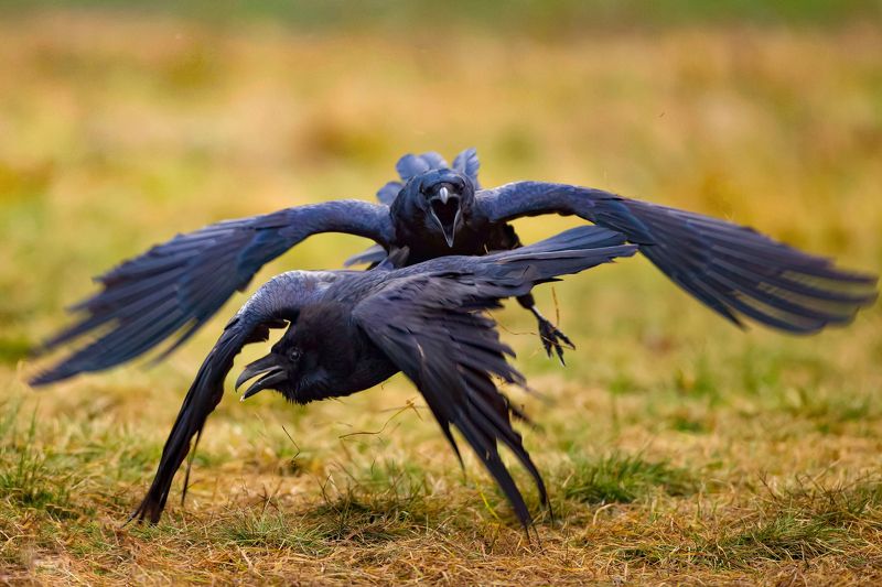 Common ravens