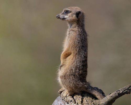 Meerkat on lookout