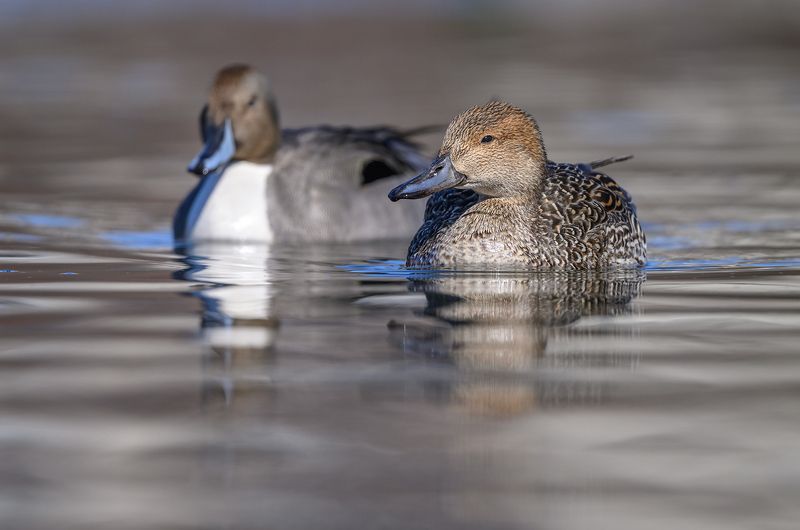 Mrs. & Mr. Northern Pintail