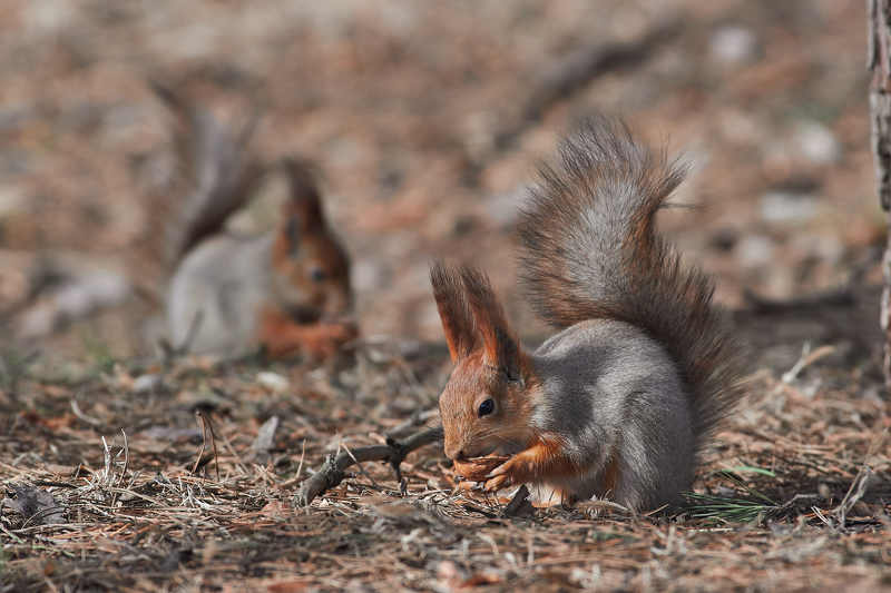 Sciurus vulgaris