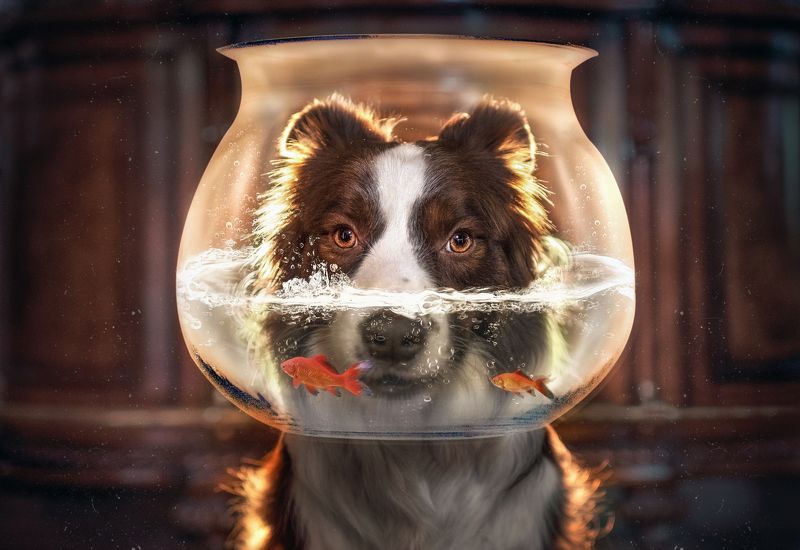 狗在鱼缸里