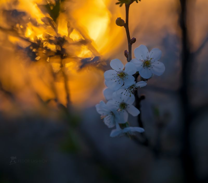 Цветки вишни на закате
