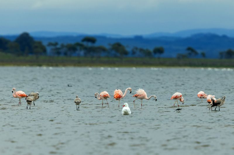 Чилийские фламинго